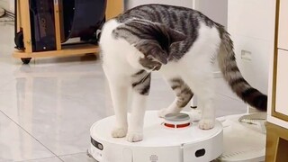 Robot vacuum cleaner: It should have rotted in the factory all along.