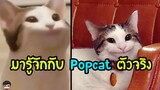 Popcat คืออะไร เมื่อไทยขึ้นอันดับ 1 | แมวอรุ่มเจ๊าะ| ผู้พัฒนา Retweet ถึงประเทศไทย | สุริยบุตร