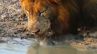 Tortoise Hunting Lion