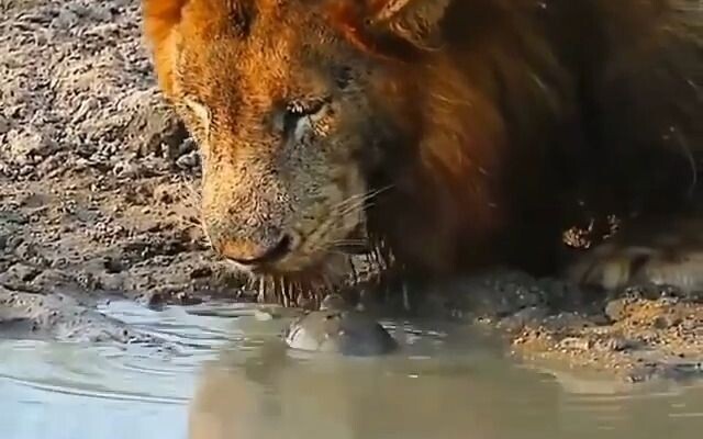 Tortoise Hunting Lion