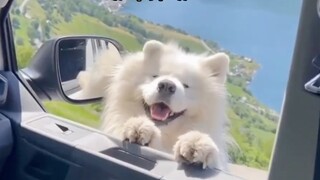 ช่วงเวลาแห่งการเยียวยาของ Smiling Angel Samoyed!