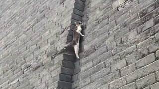Finally figured out how the kitten got onto Xi'an's city wall!