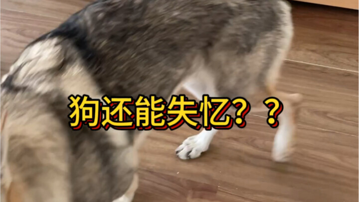 น้องหมาก็มีอาการหลงลืมได้เหรอ??
