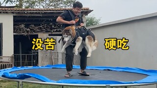 Mencoba melompat di atas trampolin dengan Husky di punggung saya, itu sangat lucu...saya harus menah