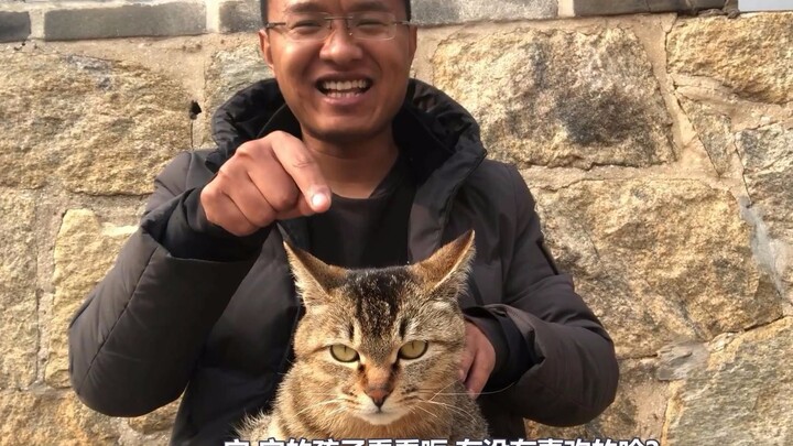 【Kucing Macan Tutul】Anak kucing sudah berumur 15 hari, semuanya sudah membuka mata, imut sekaligus m