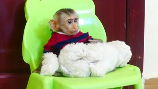 So Lovely Smart Orphan baby monkey Maku Very Obedience Sitting On Chair Looking Mom Cleaning Bedroom
