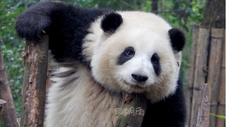 【大熊猫和花】头有点重，撑着歇一下