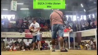 SQCA 3 Hits Derby