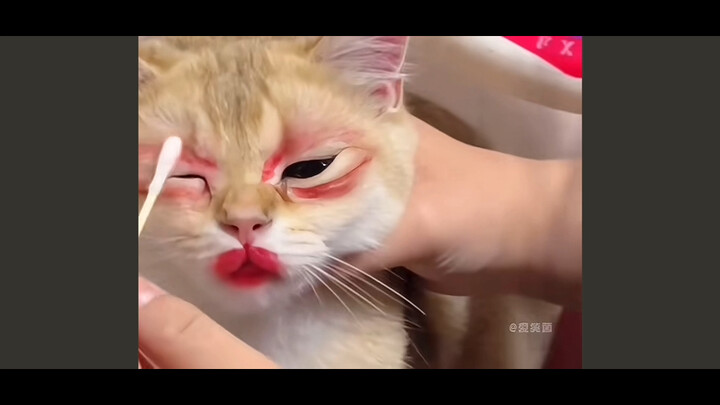 Not a single cell in my entire body is doing this willingly 🫣