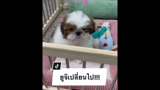 หมา