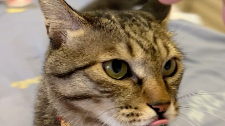 Kalau kucing calico sih boleh aja dipelihara, mainan kecil ini memang lucu banget!