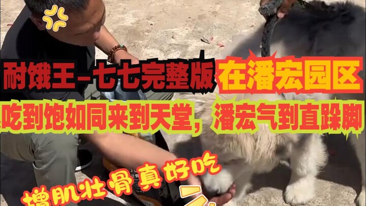 【Anjing Buas Pan Hongxun 11】Sang Raja Tahan Lapar – Qiqi Versi Lengkap; Anjing Alaska berusia tujuh 