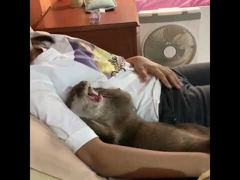 Sleepy OTTER Uma with human sister snuggling, and chilling. Besties forever. Our Queen Oshka.