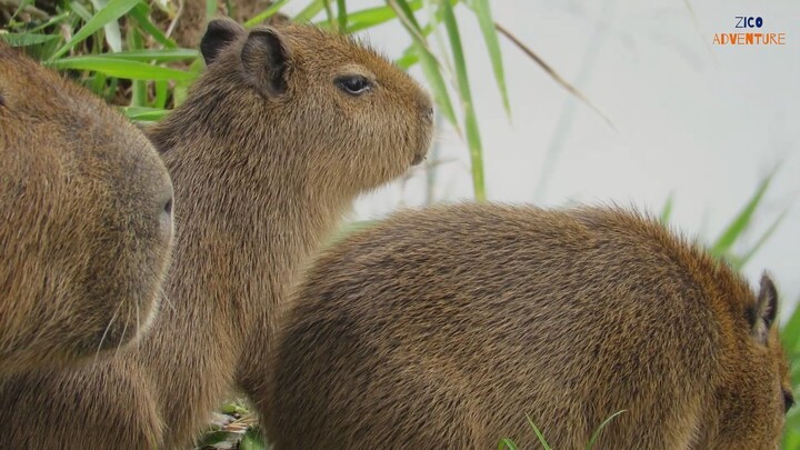 Capivara Baby Hydrochoerus hydrochaeris ZiCo Adventure