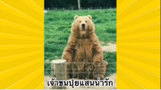 สัตว์เลี้ยงเพื่อนขนปุย : เจ้าขนปุยสุดน่ารัก