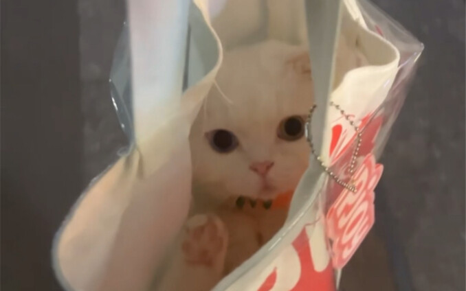 Nhặt được một chú mèo, cả nhà ơi～