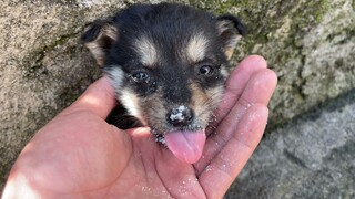 Anak anjing belum genap sebulan sudah ditinggalkan, ia sangat ingin minum susu.