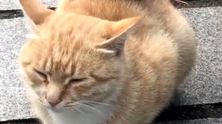 Senior Cat Will Never Graduate