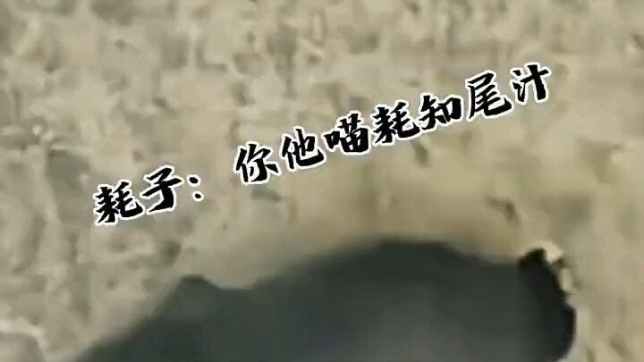 Haozi: No way, dude, are you an idiot?