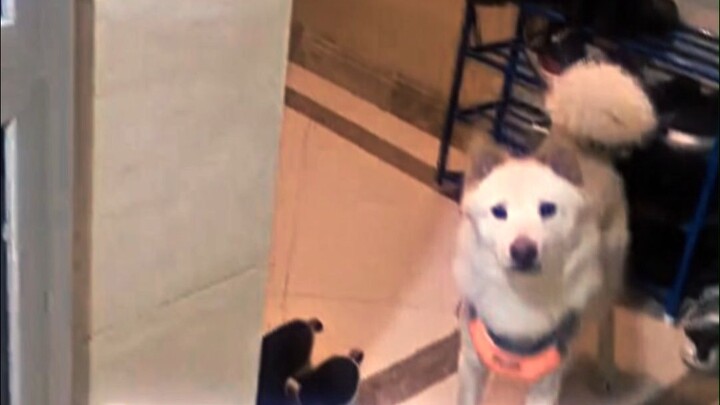 Dropped off the lost dog on my way home from work and took the elevator up.