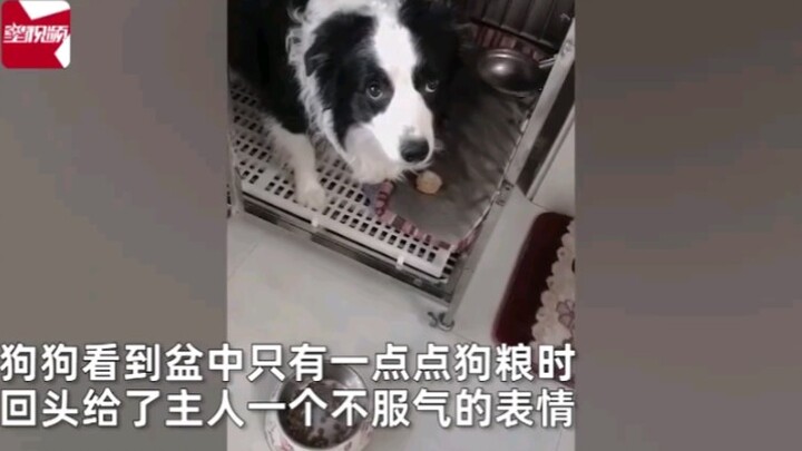 The pup’s thinking, “Could this be the cafeteria lady visiting our home?”