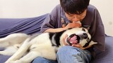 [Animals]I suddenly bite the husky's ear and test how much it loves me
