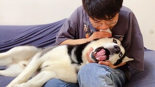 Aku tiba-tiba menggigit telinga husky dan menguji cintanya padaku