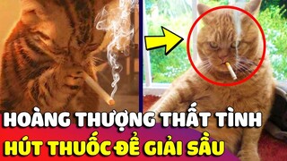 Con Sen 'GIẬT MÌNH' phát hiện Hoàng Thượng 'THẤT TÌNH' đi ăn trộm thuốc lá để giải sầu 😥 Gâu Đần