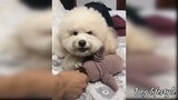 Try not to laugh , dog's funny moments 🤣 | Dog lifestyle