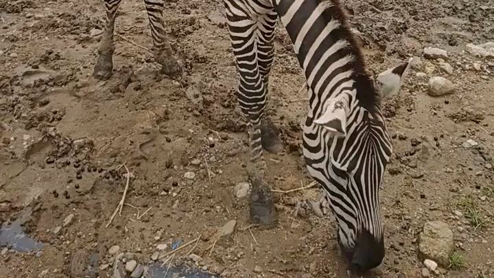 Zebra talky