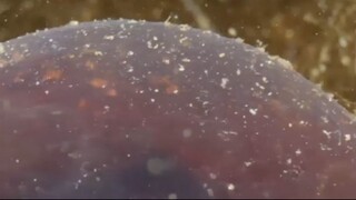 Jellyfish