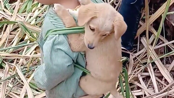 ลูกหมา: ชีวิตมันจะเหมือนกันหมดได้ยังไงล่ะ