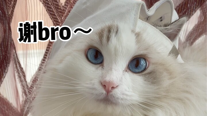 It’s time to bring out this video… (Recently, I’ve been getting DMs claiming that Strawberry sleepin