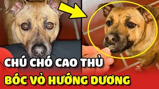 Bất ngờ với chú chó là CAO THỦ trong làng BÓC VỎ hạt HƯỚNG DƯƠNG 😮 | Yêu Lu