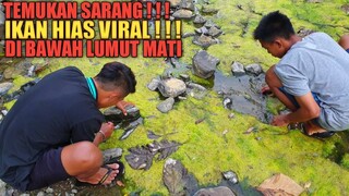 Panen Ikan Hias VIRAL CHANNA Di Bawah Lumut Mati Sungai Kering