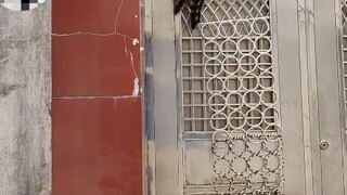 飞檐走壁的猫