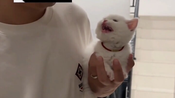 Những chú mèo con hung dữ mà vẫn cay cú thật đáng yêu quá, chỉ muốn ngồi phịch luôn vào miệng chúng!