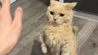 Nắm đấm Meow Meow bất khả chiến bại