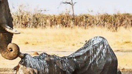 “ช้าง” ซึ้งใจกับสิ่งที่มันจับฟันไว้หลายชั่วโมงนี้นะ!