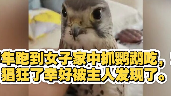Chim ưng Peregrine chạy vào nhà một cô gái để bắt vẹt ăn, quá hung hăng! May mà chủ nhà phát hiện ra
