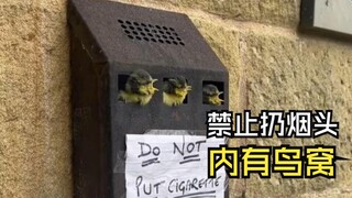那些有爱的动物视频！
