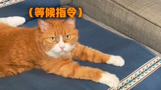 今天也是狗里狗气的一天