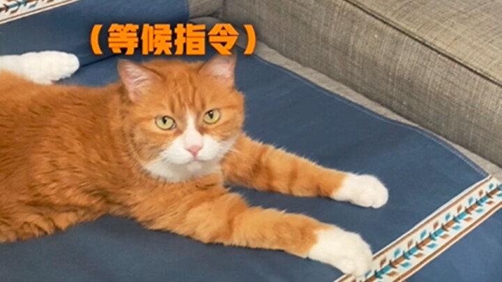 Today is another dog-tired day.