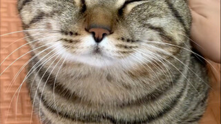 Lihat kucing-kucing kecil di album foto kalian