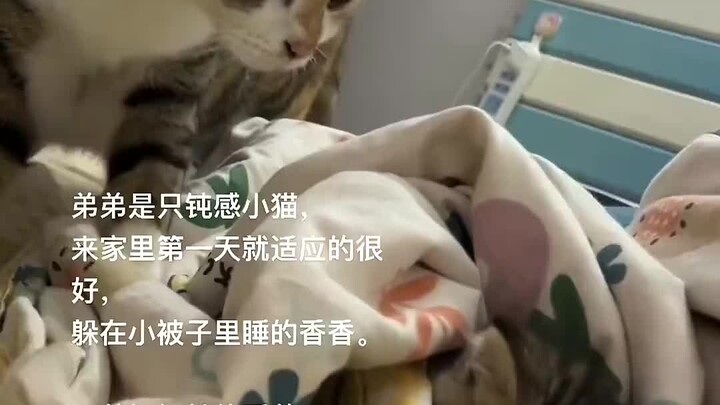 เด็กสองคนน่ารักสุดๆ ไปเลย! แมวน้อยน่ารักมากเลย ☺️☺️