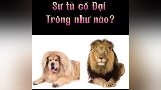 Sư tủ cổ đại trông như nào? dongvatco ddinhtran hoccungdinh dcgr thucung
