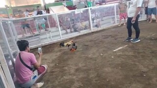 Kanaway First Win Unscrathed 🙌 @TabacoCockpitArena  February 01, 2025