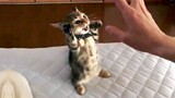 Funny Cats ✪  The Best Cute and Baby Cats on Tik Tok