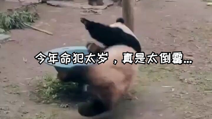 Dù là quốc bảo, tôi vẫn khuyên nên đi xem bát tự một chút, xem là do phong thủy không tốt hay năm na