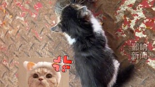 Việc của mèo con thì bạn bớt can thiệp đi. Ngày 16 tháng 11, Cát Lâm, chú mèo nhỏ chưa cai sữa đã bi